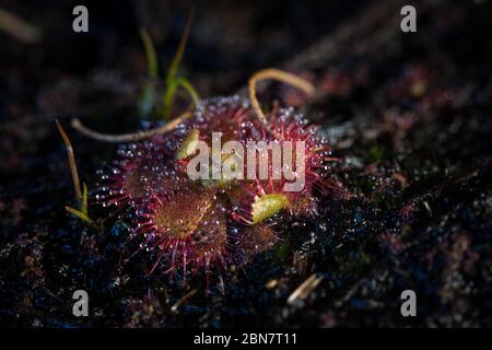 L'habitat de la zone de conservation de l'hippodrome de Kenilworth abrite cette plante carnivore, petite sandole, Droseraceae trinervia, qui piège les insectes Banque D'Images