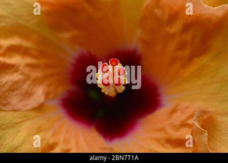 Gros plan sur Hibiscus Macro Banque D'Images