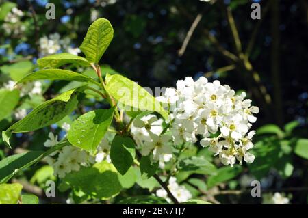 Puceron. Parasites sur les jeunes feuilles de cerise d'oiseau. Fleurs blanches sur les branches. Banque D'Images