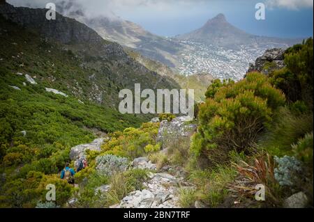 Devils Peak, dans le parc national de Table Mountain, au Cap, en Afrique du Sud, offre des sentiers de randonnée urbains comme cette route via Mowbray Ridge jusqu'à Devil's Peak. Banque D'Images