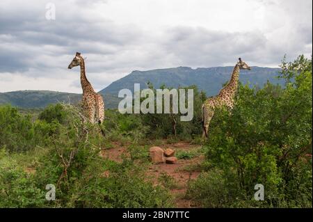 Réserve de gibier d'Ithala, dans la province du KwaZulu-Natal, en Afrique du Sud, qui abrite des paysages pittoresques et une variété de faune, dont Giraffe, giraffa giraffa Banque D'Images