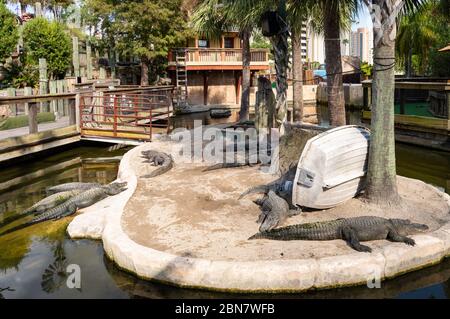 Crocodiles à Orlando, Floride, États-Unis Banque D'Images
