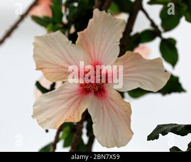 Hibiscus rosa-sinensis fleur de pomme sur arbre. Banque D'Images