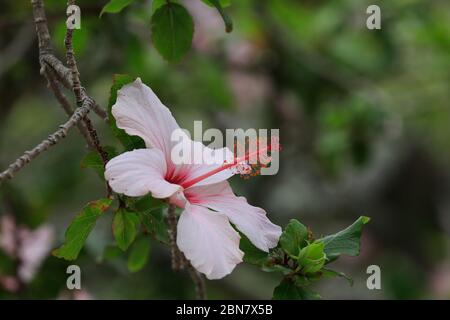 Hibiscus rosa-sinensis fleur de pomme sur arbre. Banque D'Images