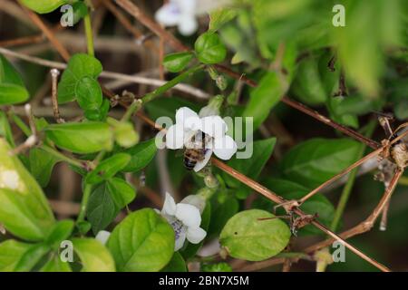 Asystasia gangetica , communément connu sous le nom de violette chinoise, coromandel ou plante de foxgant rampante étant pollinisée par une abeille. Banque D'Images