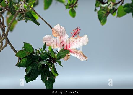 Hibiscus rosa-sinensis fleur de pomme sur arbre. Banque D'Images
