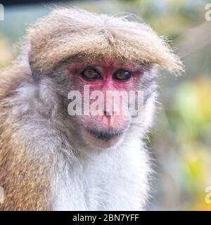 Toque Macaque (Macaca sinica) une femme, Sri Lanka. Banque D'Images