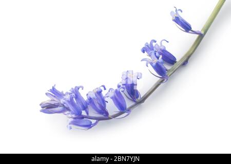 Studio de tournage de Common Bluebells, jacinthoides non-scripta, coupé sur fond blanc - John Gollop Banque D'Images