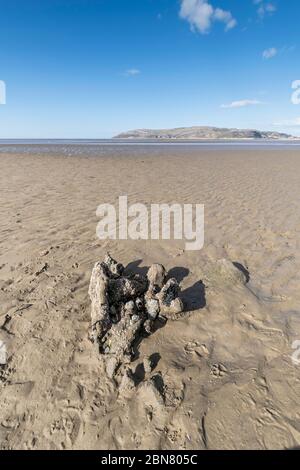 Racine d'arbres à pétrification partielle et ancienne exposée sur la plage Conwy Morfa, sur la côte nord du pays de Galles Banque D'Images