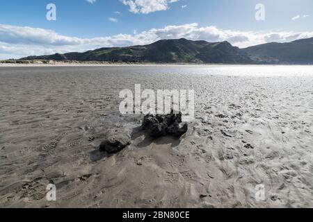 Racine d'arbres à pétrification partielle et ancienne exposée sur la plage Conwy Morfa, sur la côte nord du pays de Galles Banque D'Images