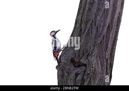 pic de bois assis sur le tronc de l'acacia isolé sur blanc Banque D'Images