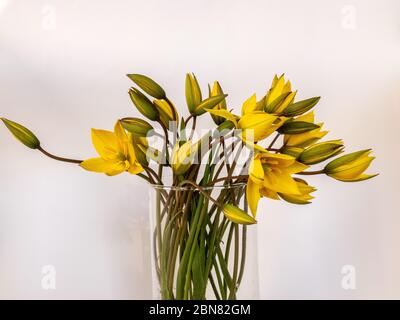 photo avec tulipes sauvages jaunes dans un vase sur un fond solide Banque D'Images