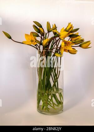 photo avec tulipes sauvages jaunes dans un vase sur un fond solide Banque D'Images