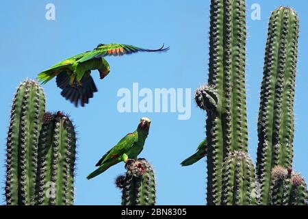 Perroquets jaunes sauvages à épaulement se nourrissant sur les cactus, île de Bonaire, Caraïbes Banque D'Images