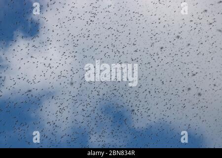 Un grand nombre de moustiques contre un ciel nuageux. Essaim de nains. La saison de reproduction des moustiques au printemps. Banque D'Images