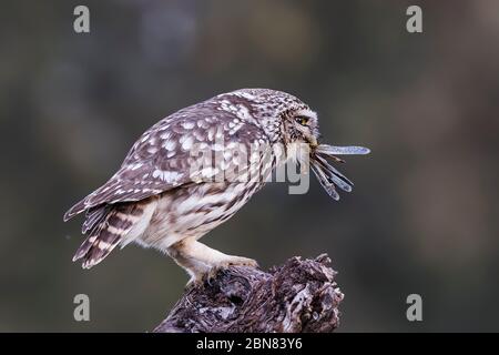 Choulet européen mangeant une sauterelle Banque D'Images