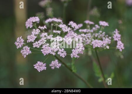 Chérophyllum hirsutum 'Roseum' (Chervil ornemental) Banque D'Images