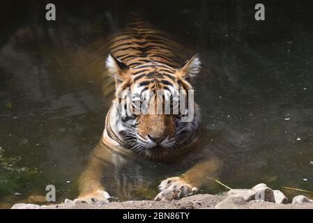 Tigre du Bengale au parc national de Ranthambhore à Rajasthan, Inde photo Banque D'Images