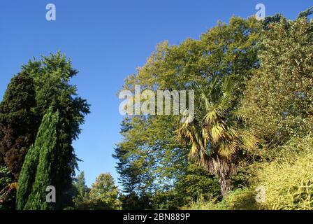 Les jardins botaniques, Victoria Park, Bath, Angleterre Banque D'Images
