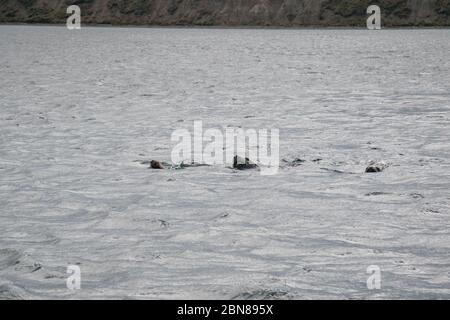 Lion de mer, canal Beagle, Ushuaia, fin del Mundo, province de Tierra del fuego, Argentine Banque D'Images