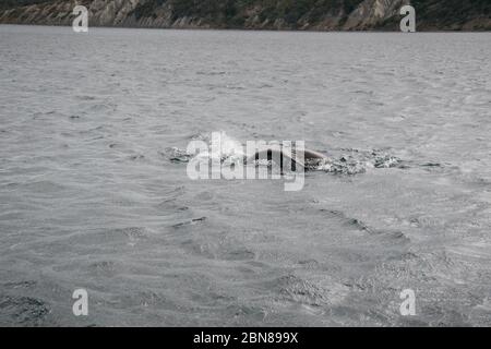 Lion de mer, canal Beagle, Ushuaia, fin del Mundo, province de Tierra del fuego, Argentine Banque D'Images