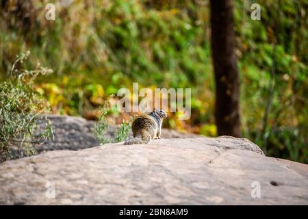 Portrait d'écureuil sur un rocher dans la nature Banque D'Images