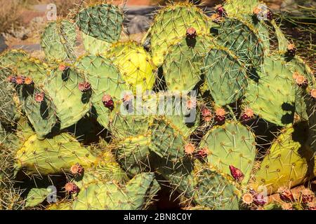 Pear de Prickly d'Engelmann, Opuntia engelmannii, en pleine floraison dans le jardin du désert de Red Hills, St. George, Utah, États-Unis Banque D'Images