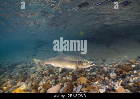 Saumon rose femelle à la recherche d'un lieu de frai dans les Peebles du fond de la rivière Squamish. Banque D'Images