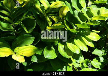 Feuilles ovales vertes denses et larges de fleurs bluebell aux taches jaunes au soleil. Banque D'Images