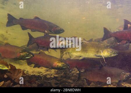 Une école de saumon coho et chinook nageant dans la rivière Skagit, Washington, Etats-Unis. Banque D'Images