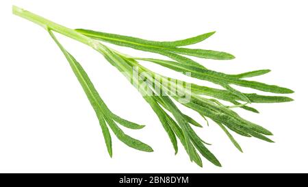 Estragon français (Artemisia dracunculus), isolé, vue de dessus Banque D'Images
