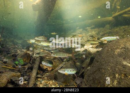 Photo sous-marine d'une école de truite fardée et d'alevins coho dans un petit ruisseau urbain à North Vancouver (Colombie-Britannique). Banque D'Images