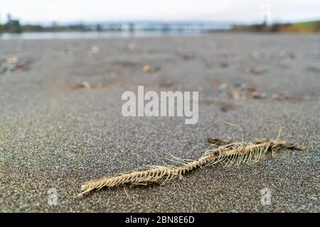 OS de saumon dans une plage de sable au bord de la rivière Skagit dans la ville de béton, Washington, Etats-Unis Banque D'Images