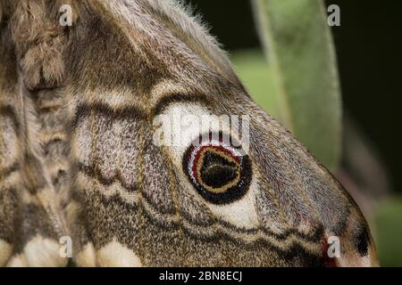 Kleines Nachtpfauenauge - Weibchen, Saturnia Pavonia, petite papillon empereur - femme Banque D'Images