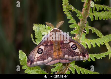 Kleines Nachtpfauenauge - Maennchen, Saturnia Pavonia, petite papillon empereur - homme Banque D'Images