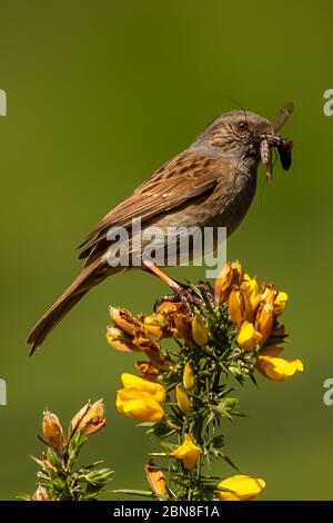 Dunnock avec nourriture de poulet Banque D'Images