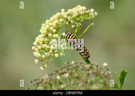 Caterpillar swallowtail noir Banque D'Images