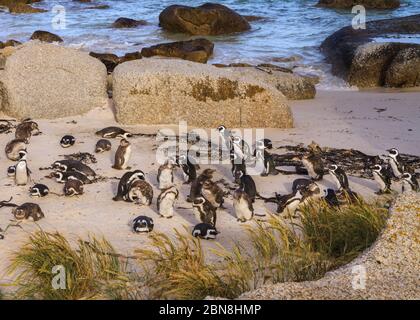 Manchots africains (Spheniscus demersus) également connus sous le nom de manchots cape ou cachalass, à la plage de Boulders, le Cap, Afrique du Sud Banque D'Images