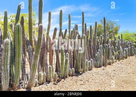 Cactus plantés comme haie ou clôture autour du jardin à Bonaire Banque D'Images