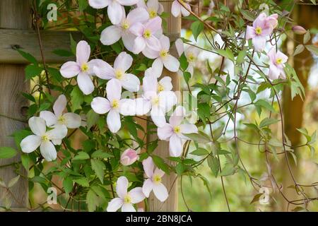Clematis montana pousse à travers le treillis dans le jardin britannique Banque D'Images