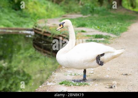 Homme blanc muet cygne debout sur une jambe Angleterre Royaume-Uni Banque D'Images