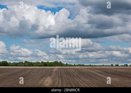 Paysage agricole: Modèle de crêtes et de sillons dans un champ de sable humique préparé pour la culture de pommes de terre sous un ciel bleu avec des nuages Banque D'Images