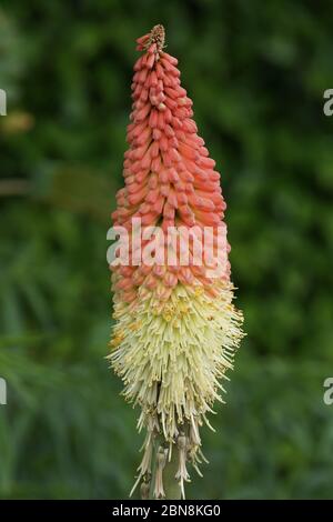 Kniphofia « norme royale » Banque D'Images