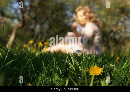 Une femme mignonne se repose dans le parc d'été vert avec des pissenlits - concentration sur la fleur dans l'herbe Banque D'Images