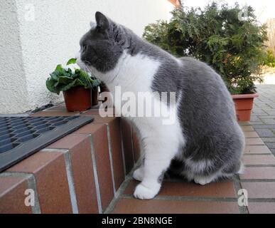 un chat attend à la porte d'entrée d'une maison Banque D'Images