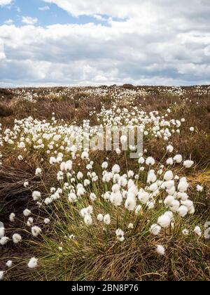Le coton de queue de lièvre (Eriophorum vaginatum) sur une lande du Yorkshire Banque D'Images