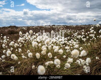 Le coton de queue de lièvre (Eriophorum vaginatum) sur une lande du Yorkshire Banque D'Images