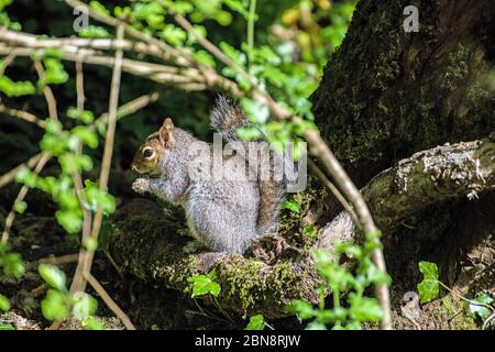 Écureuil gris, Sciurus carolinensis, recherche de nourriture dans un bois local Banque D'Images