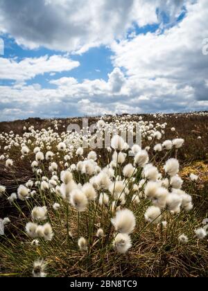 Le coton de queue de lièvre (Eriophorum vaginatum) sur une lande du Yorkshire Banque D'Images