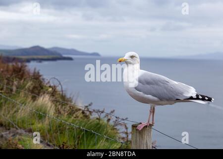 Mouette sur la voie de l'Atlantique sauvage en Irlande Banque D'Images